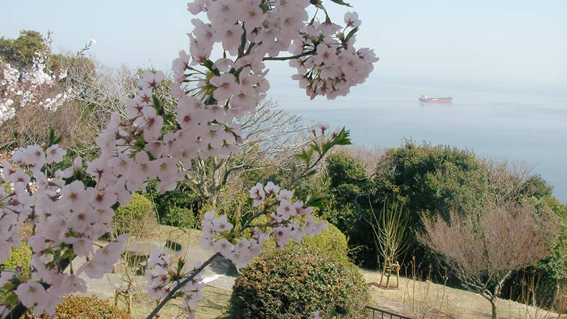 淡路島・生石山展望台の桜